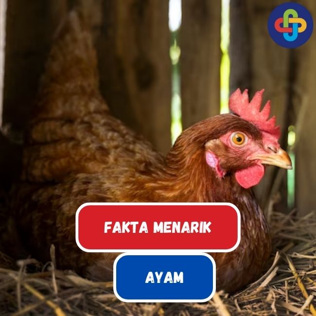 Ayam: 6 Fakta Menarik